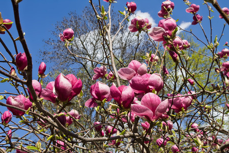 magnolia branch with pink flowers against the skypの写真素材