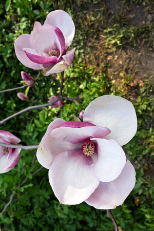 Spring open flower pink magnolia close upの写真素材
