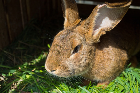 brown rabbit sitting on the grass closeupの写真素材