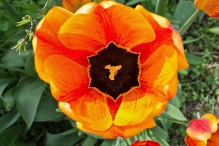 yellow tulip blooming on the flowerbed closeup top viewの写真素材