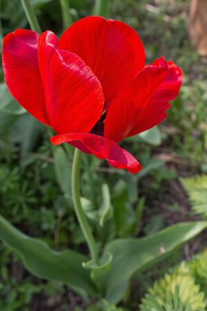 large  red tulip blooming on the flowerbed closeupの写真素材