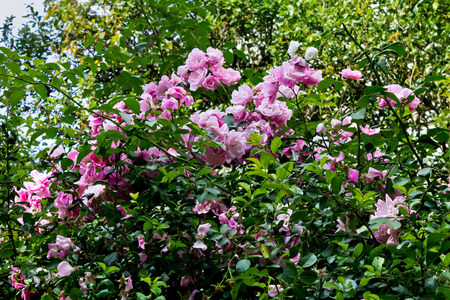 bush with pink roses closeupの写真素材