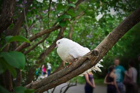 white dove on a branch of lilac closeupの写真素材