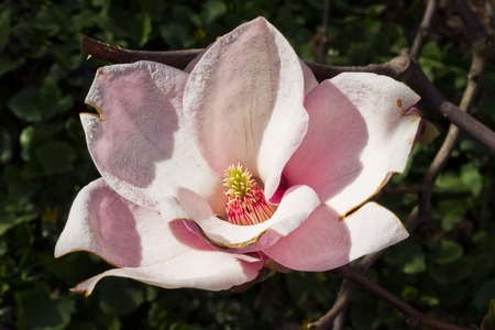 white and pink flower Magnolia soulangeana  closeupの写真素材