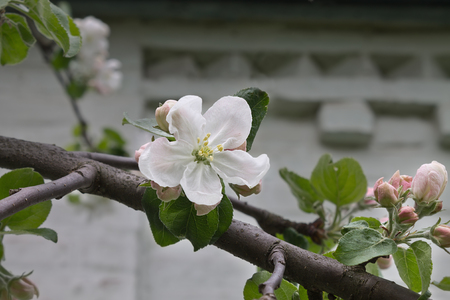 Flowers of apple closeup on a background of a wallの写真素材