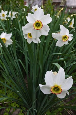 white daffodils growing in the flowerbed closeupの写真素材