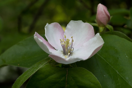 Quince flower on a tree close upの写真素材
