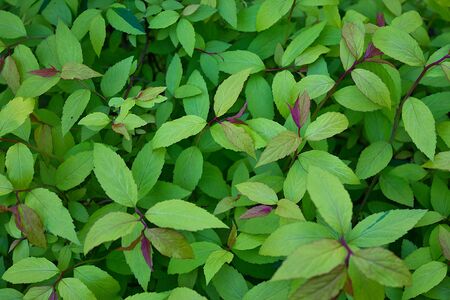 background of green spring leaves closeupの写真素材