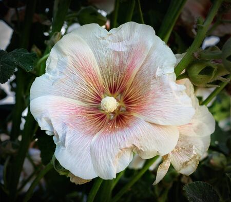 One white flower mallow closeup on a background of leavesの写真素材