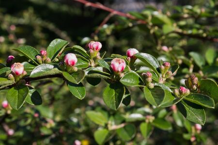 twig with small pink flowers closeupの写真素材
