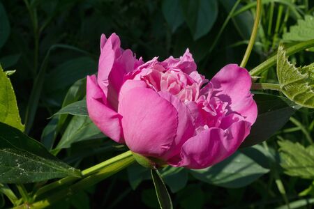 pink peony flower in the garden closeupの写真素材