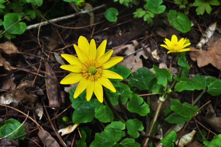 Yellow forest flower Ficaria verna Huds closeupの写真素材