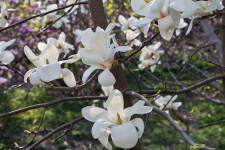branch White magnolia blossomson a green backgroundの写真素材