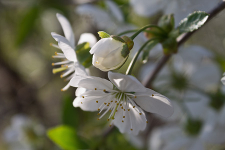 White cherry flower on a branch closeupの写真素材