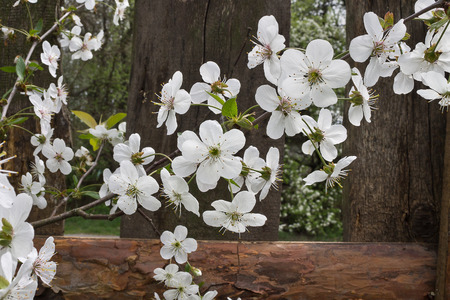 Flowering cherry branch against the background of the fenceの写真素材
