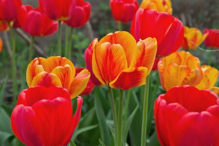 bed of blooming red and yellow tulips closeupの写真素材