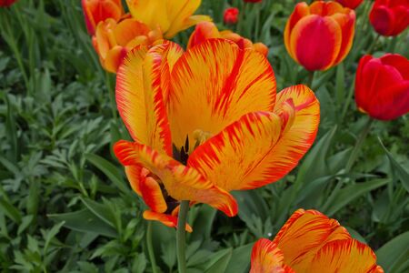 large yellow tulip blooming on the flowerbed closeupの写真素材