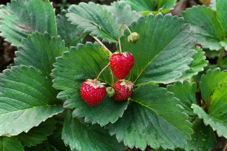 ripe strawberries among the leaves closeupの写真素材