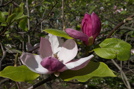 pink magnolia flower on a branch closeupの写真素材