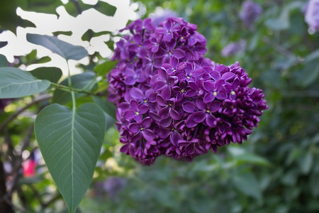 bunch of purple lilacs on a bush closeupの写真素材