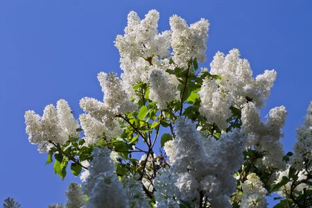 branches of white lilac against the skyの写真素材