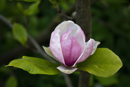 pink magnolia flower on a branch closeupの写真素材