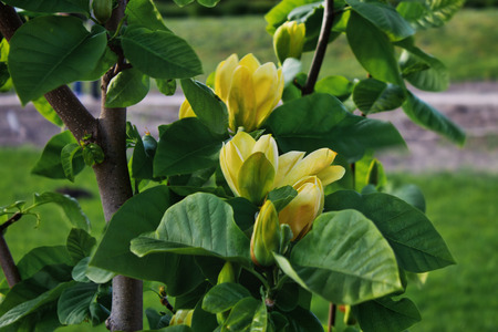 yellowmagnolia flower on a branch closeupの写真素材