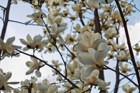 branch White magnolia blossoms against the skyの写真素材