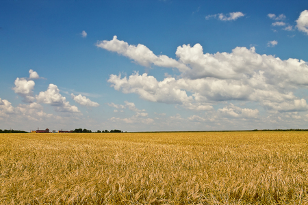 Yellow wheat field under the blue skyの写真素材