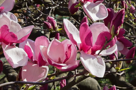 pink flowers  Magnolia soulangeana close upの写真素材