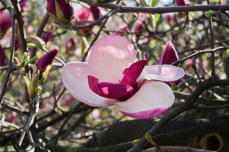 large pink flower Magnolia soulangeana close upの写真素材