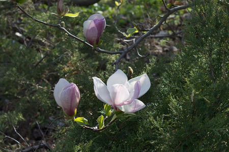 pink flowers  Magnolia soulangeana close upの写真素材