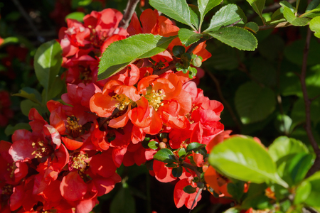 red flowers Japanese quince close upの写真素材