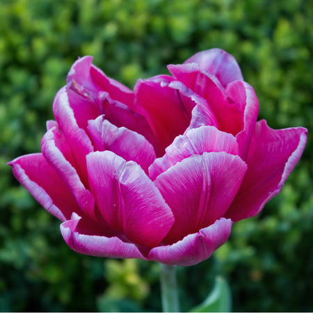 Pink tulip flower on the flowerbed closeup on the flowerbed closeupの写真素材
