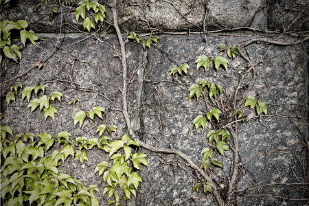 ivy on a stone wall closeupの写真素材
