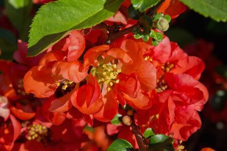 red flowers Japanese quince close upの写真素材