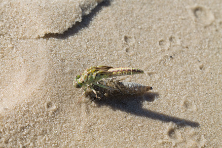 the birth of a green dragonfly from the  larvae closeupの写真素材
