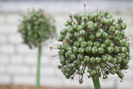 Flower of onions in the vegetable garden closeupの写真素材