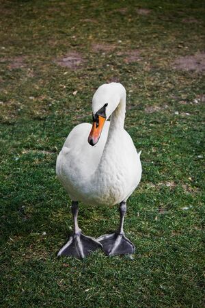 white mute swan on the grass close upの写真素材