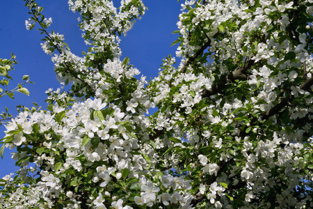blossoming apple tree against the blue skyの写真素材
