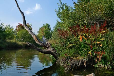 small river with overgrown banks and snags in the waterの写真素材