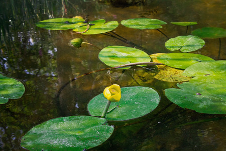 yellow water lily in a pond closeupの写真素材