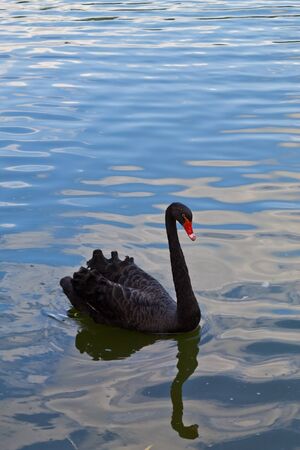 Black swan swimming in the lake, closeupの写真素材
