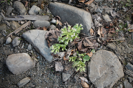 Forest flower among stones and dried leavesの写真素材