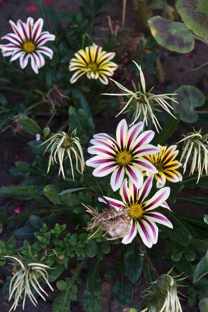 gazania flowers on the flowerbed closeupの写真素材
