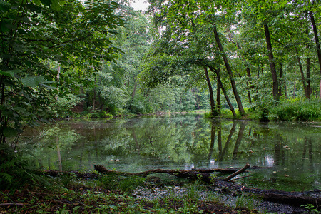 Summer landscape with forest lake and logs in the waterの写真素材