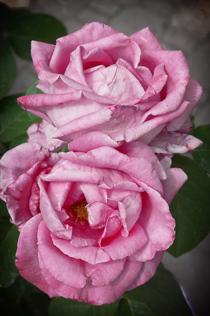 Two pink roses close up on a green backgroundの写真素材