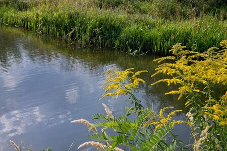 overgrown with grass and flowers over the riverの写真素材