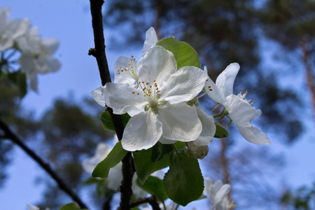 blossoming apple tree branch close up against the skyの写真素材