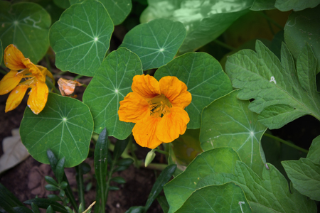 Flowers yellow nasturtium on the flowerbed closeupの写真素材
